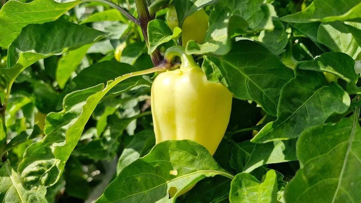 / Фото: REGIONS/Наталья Надточая