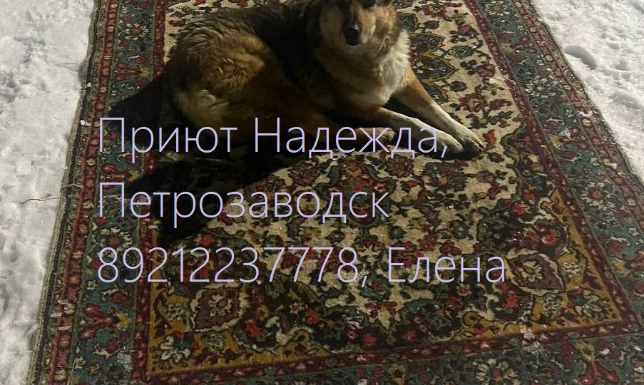 БУСЯ – королева релакса