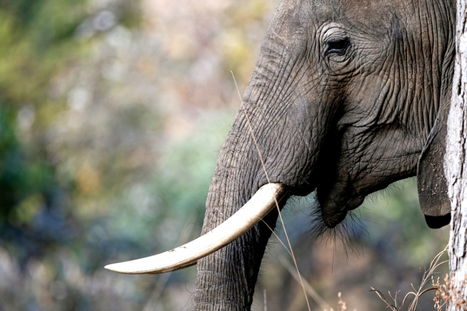    Shutterstock/FOTODOM