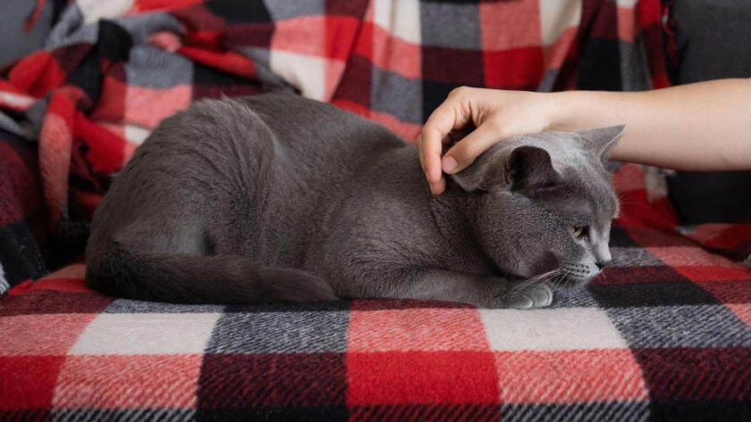    нейросеть shedevrum