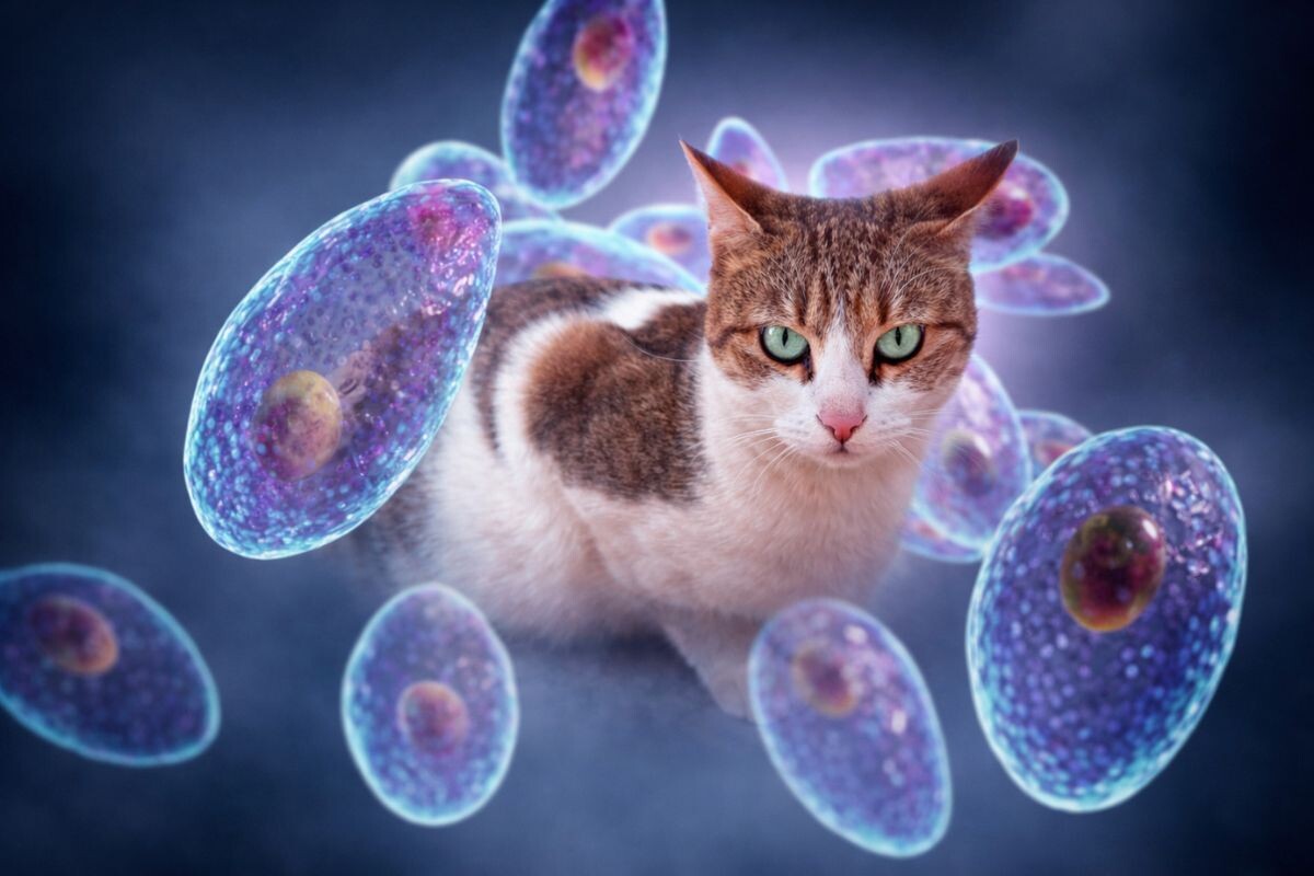 Токсоплазмоз у кошек 