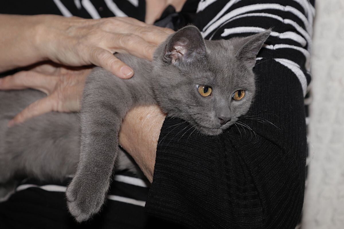 Все ли кошки болеют токсоплазмозом