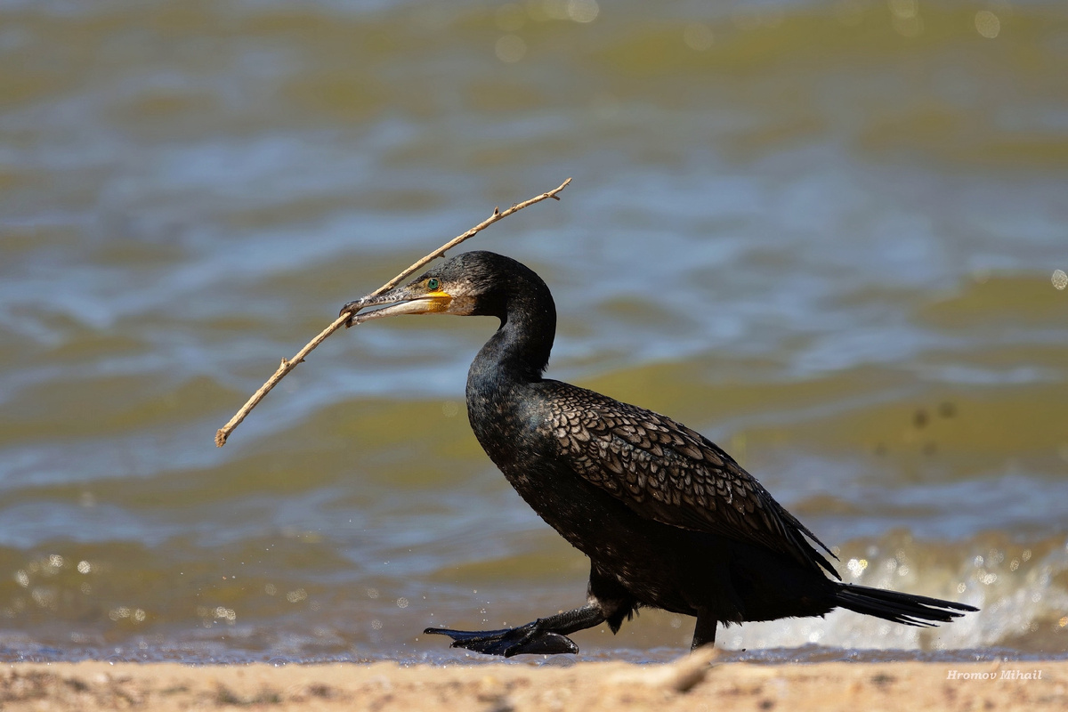 Большой баклан (Phalacrocorax carbo), птица действительно крупная. Фотографией любезно поделился Михаил Хромов https://vk.ru/id591664335