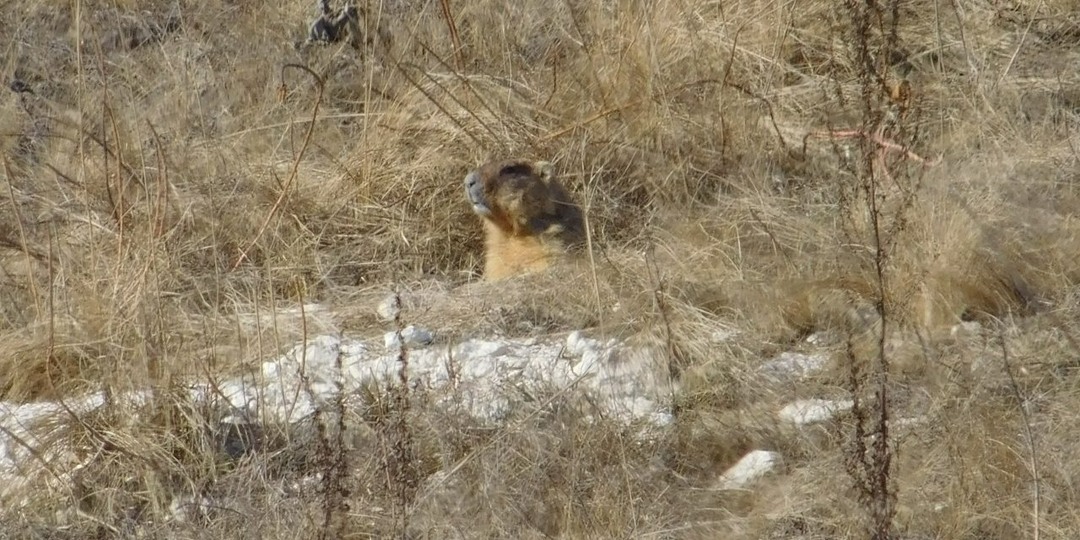 Дивные зверьки вышли из спячки в воронежском «Дивногорье»