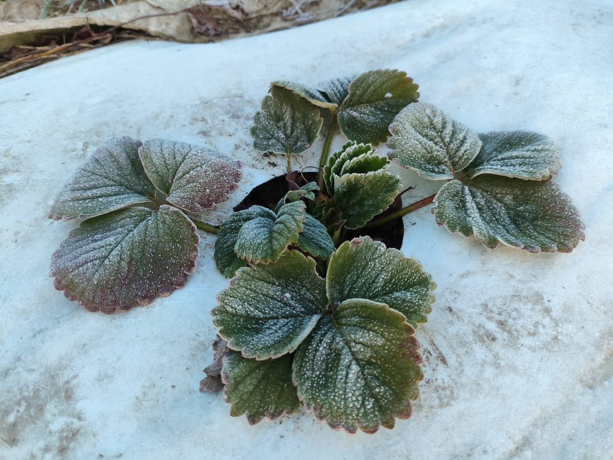 Хорошо, что она не боится мороза....