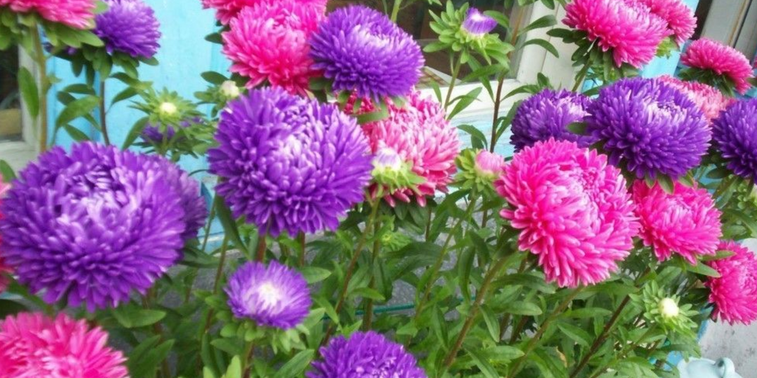 Астра взойдет даже у новичков. Как и когда посеять астру, чтобы получить дружные всходы