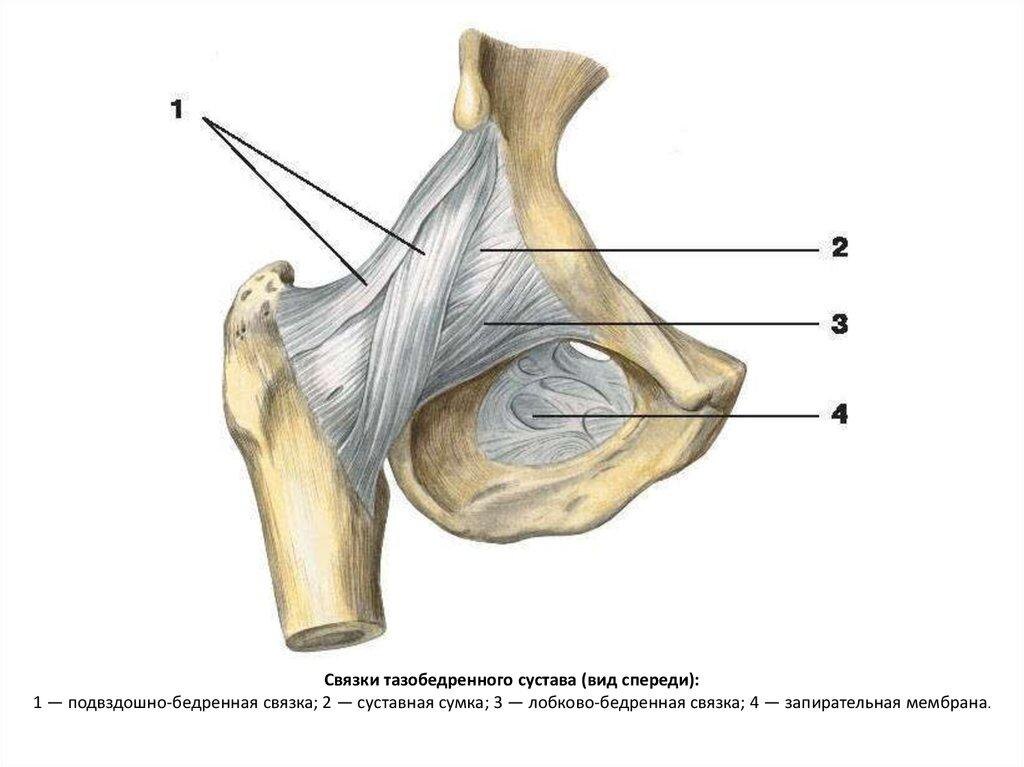 На изображении показана анатомия связок тазобедренного сустава