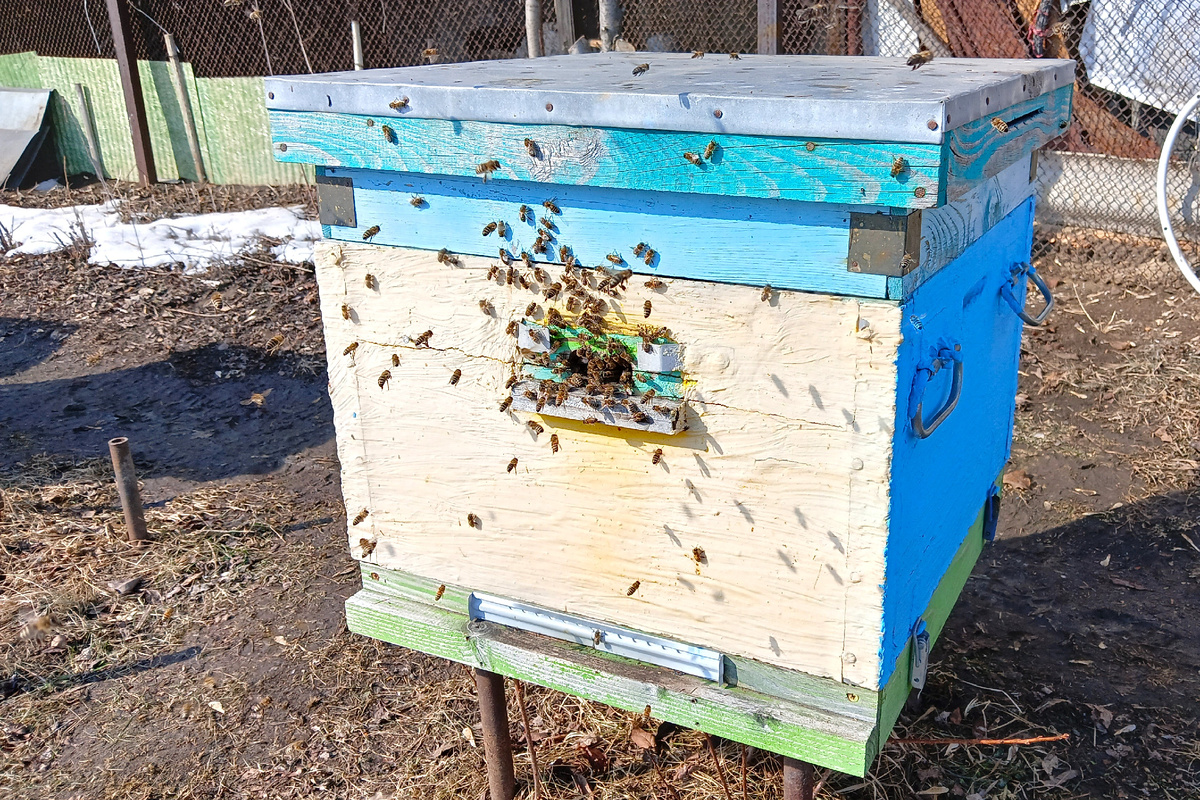 Первый весенний облёт