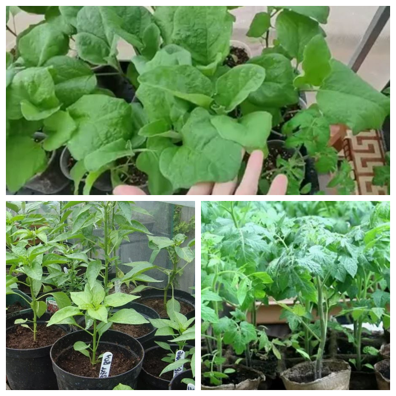 Рассада для пересадки в открытый грунт должна соответствовать определённым требованиям. 