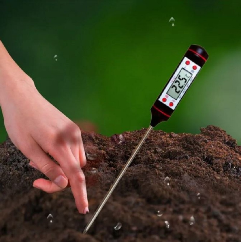 Время высадки рассады в открытый грунт зависит от температуры почвы. 