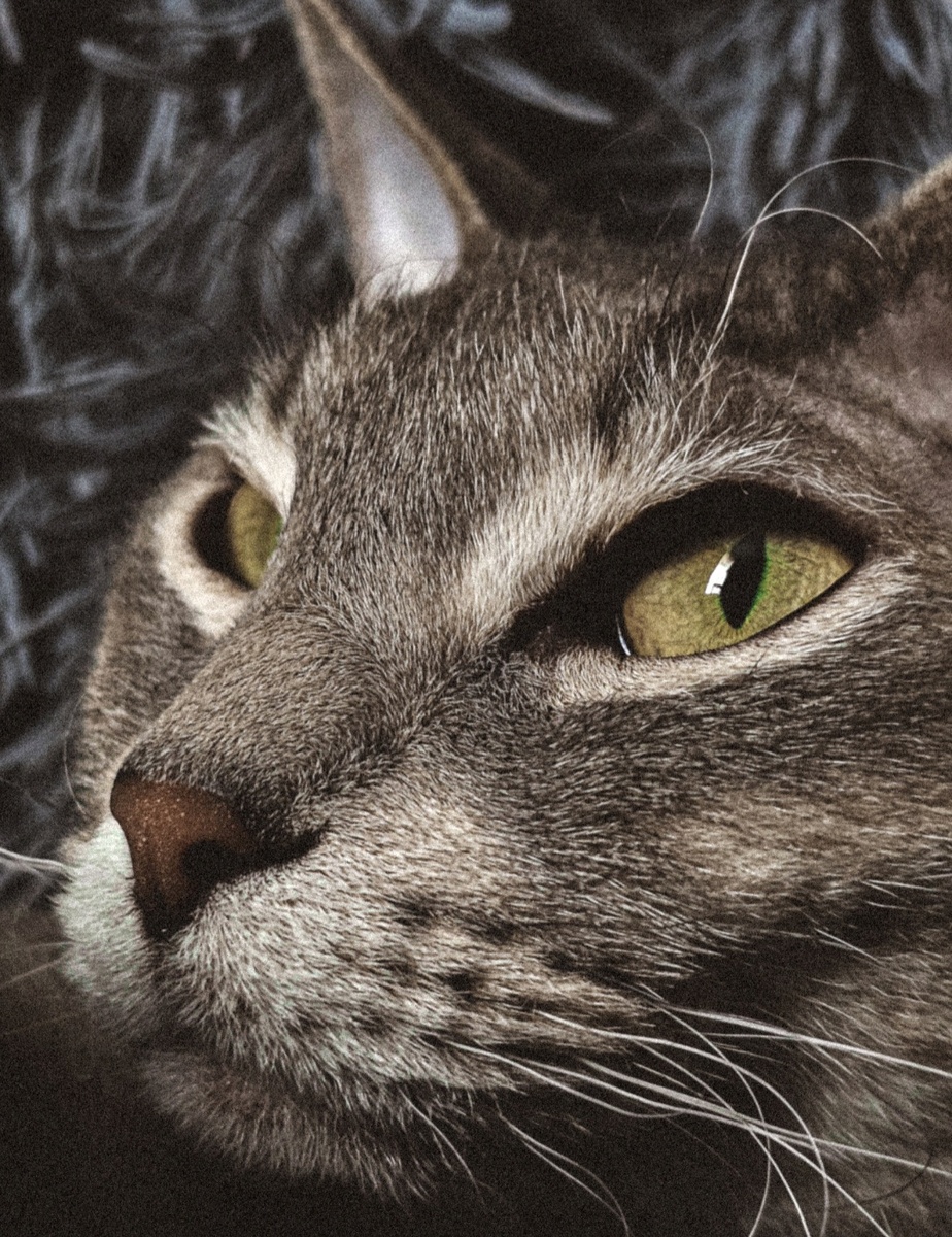 Локи и его усы