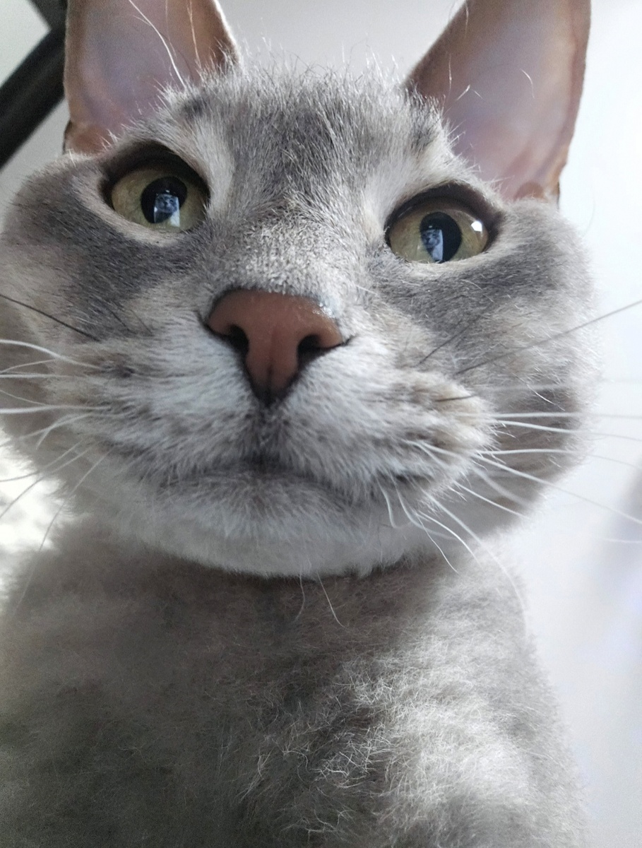 Любопытный Локи