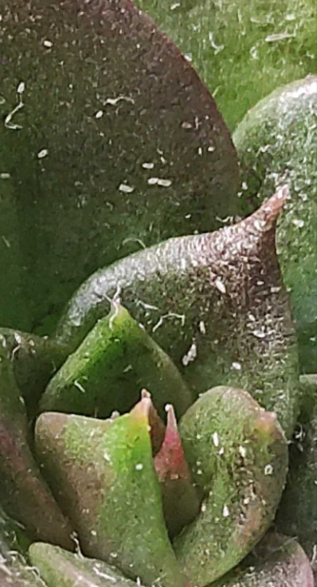 Паутинный клещ на эхеверии 