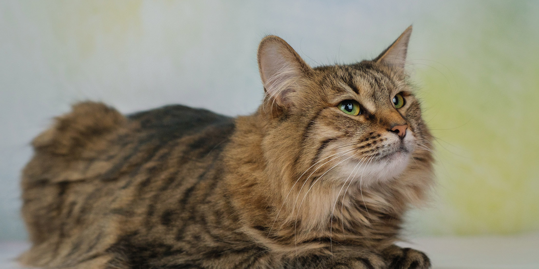 😺 На каком уровне развития находится разум кошки: выводы учёных