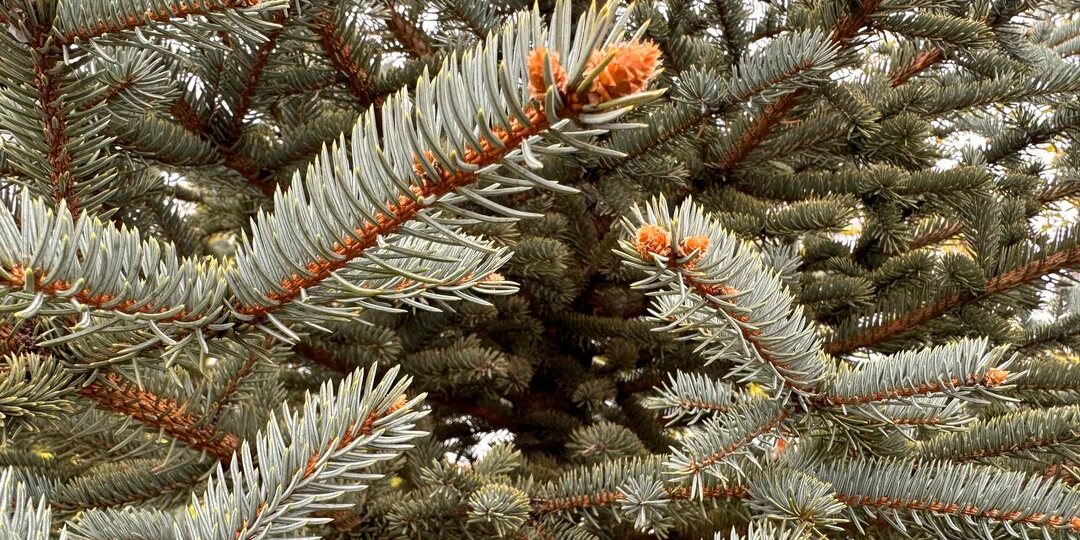 Как я чуть не осталась без туи: шпаргалка по спасению хвойных весной