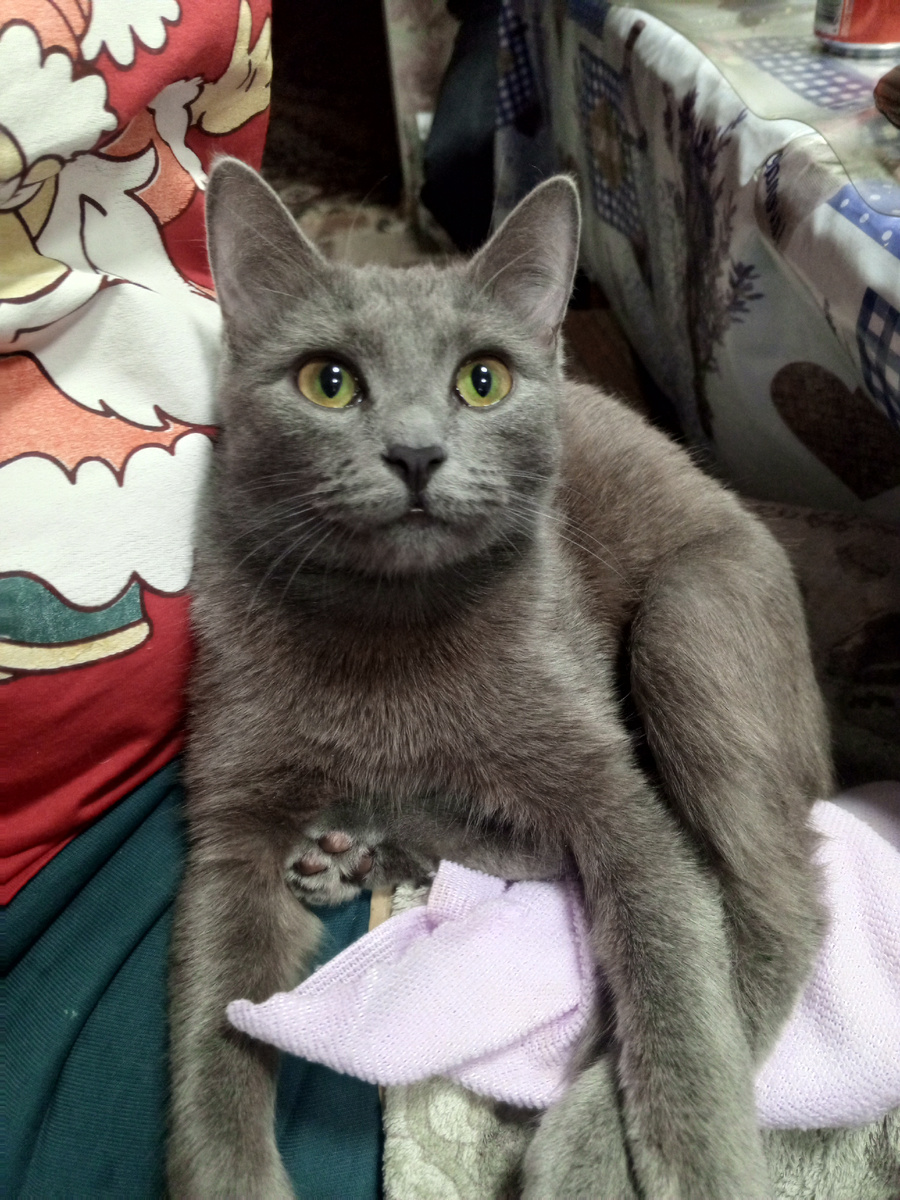 Муха 😊 Кошечка родителей Александра