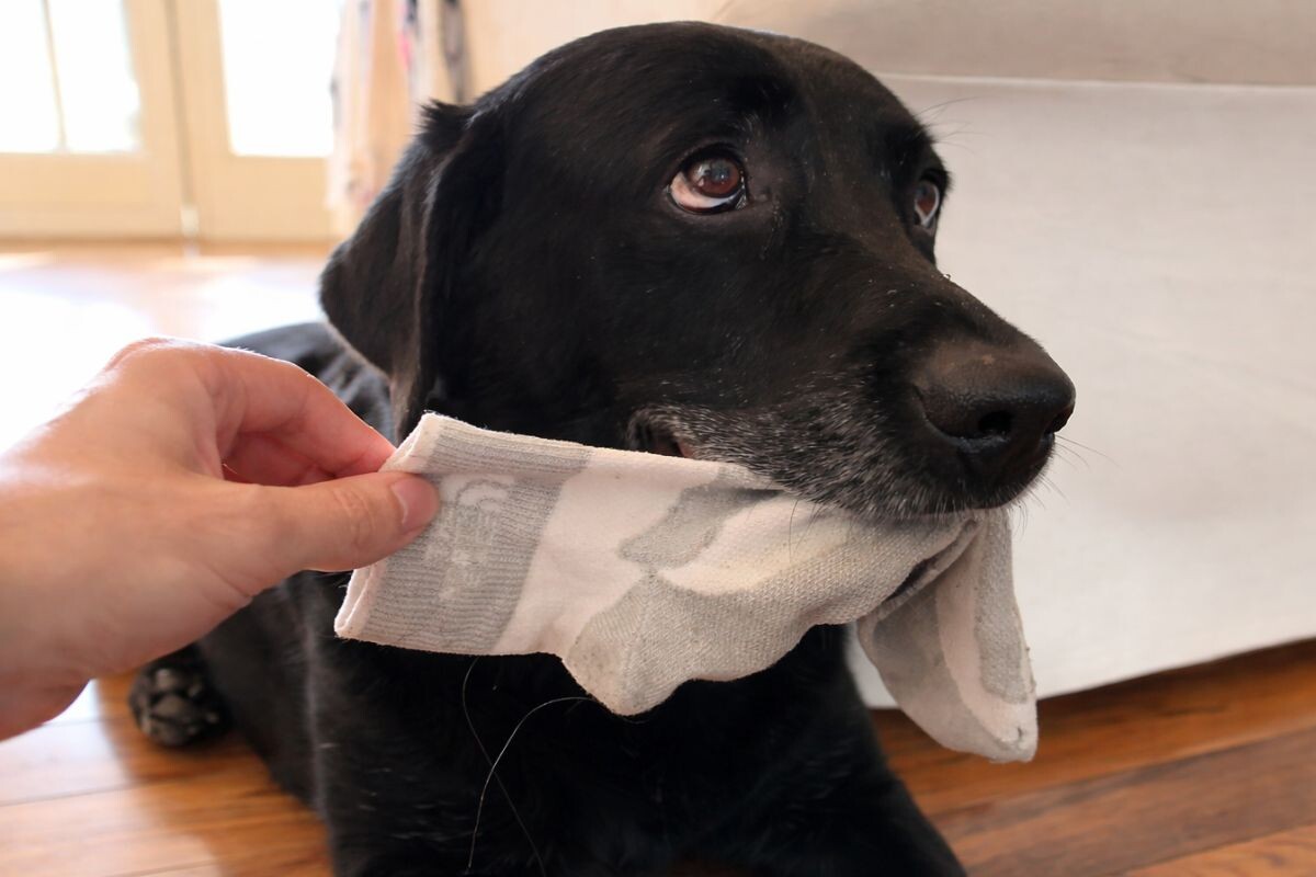 Собака с носком 