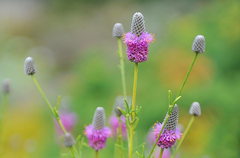 Далея пурпурная