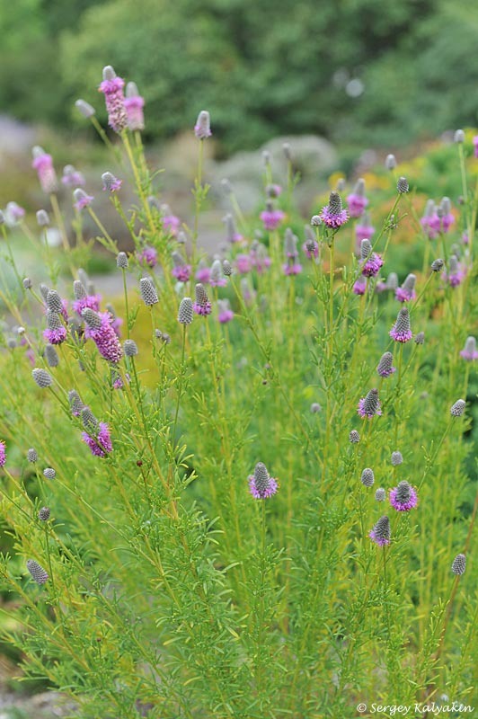 Далея пурпурная