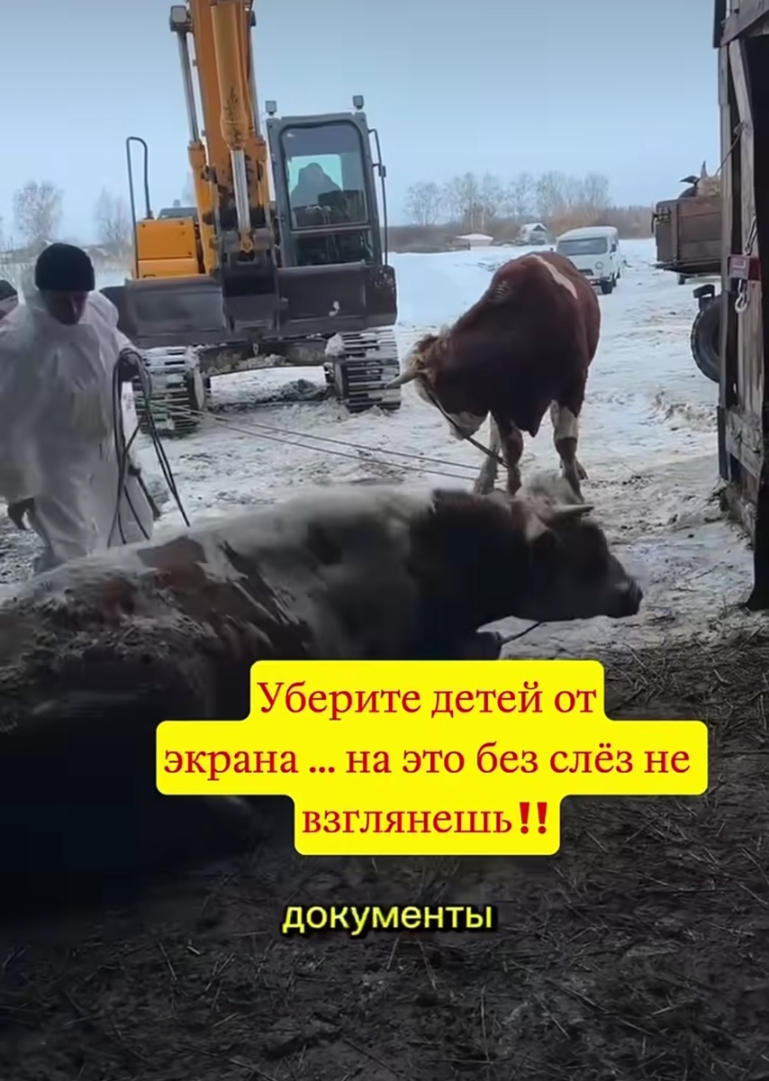 Никакой официальной информации об "эпидемии" органы власти на момент начала забоя в офциальных источниках не предоставляли.