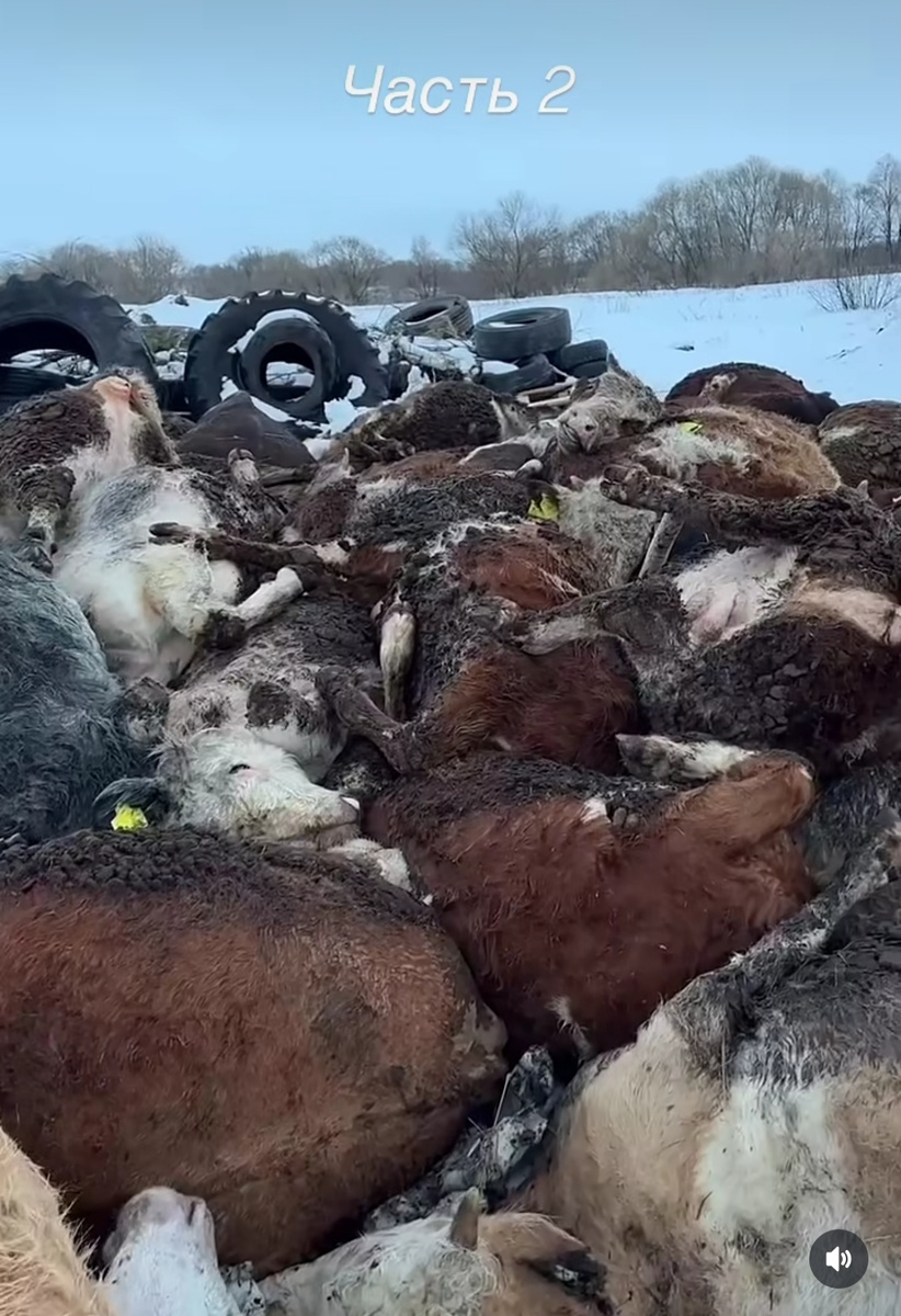 Вот так, убитый скот выглядит после "сожжения". Фото 2.