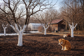 обработка деревьев  в марте  важный процесс
