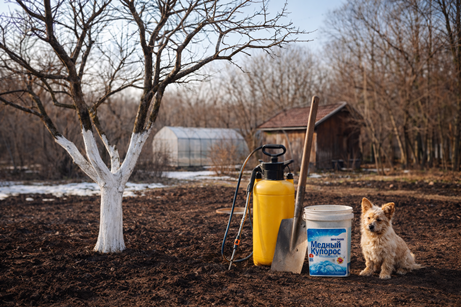 март лучший момент для борьбы с зимующими вредителями