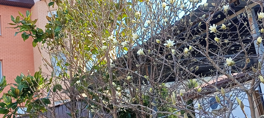 Магнолия зацвела