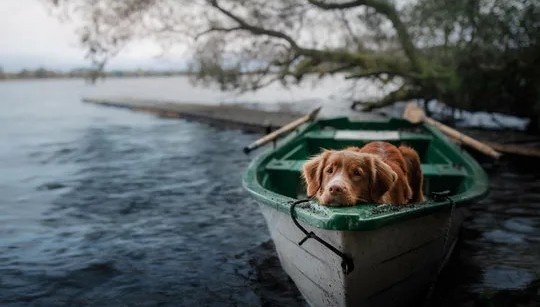 Хорошо быть киской, хорошо - собакой...