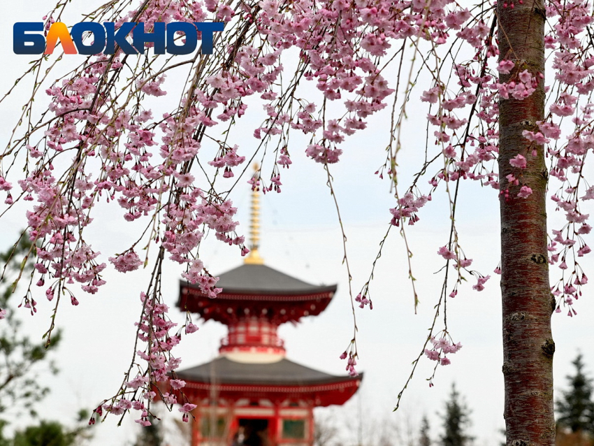 Фото: «Блокнот Краснодар"