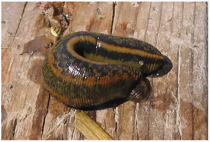 Сосёт сразу в 2 соска.