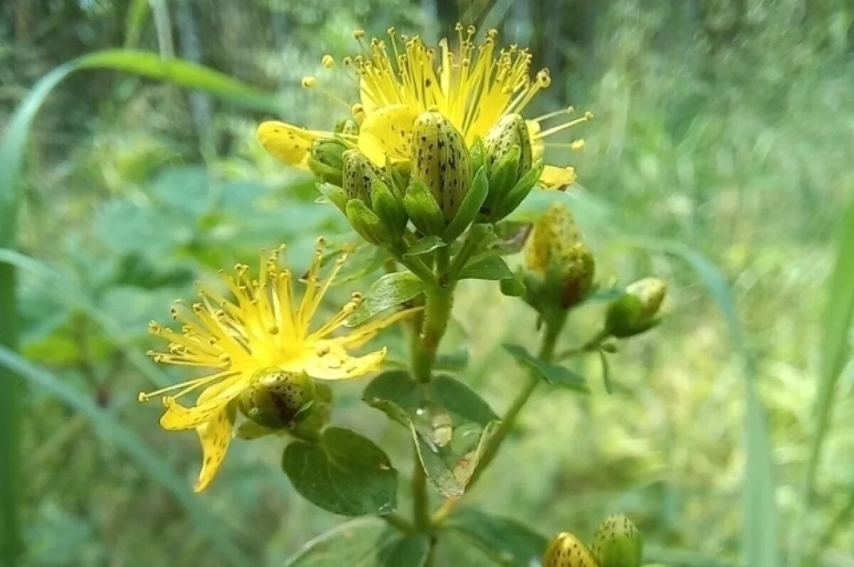    Тульский специалист рассказала про зверобой пятнистый