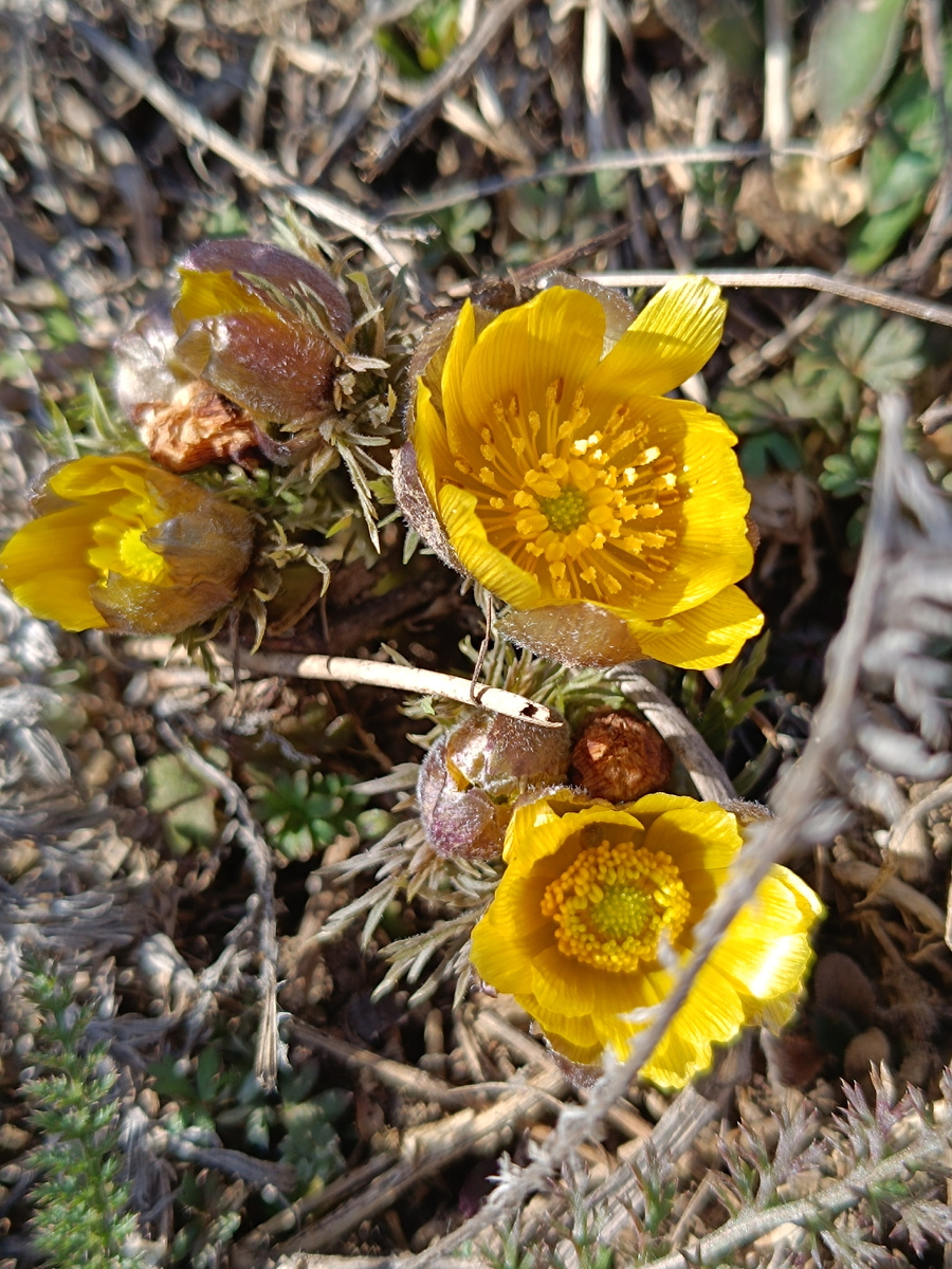 Вы только посмотрите! Какое это чудо! 