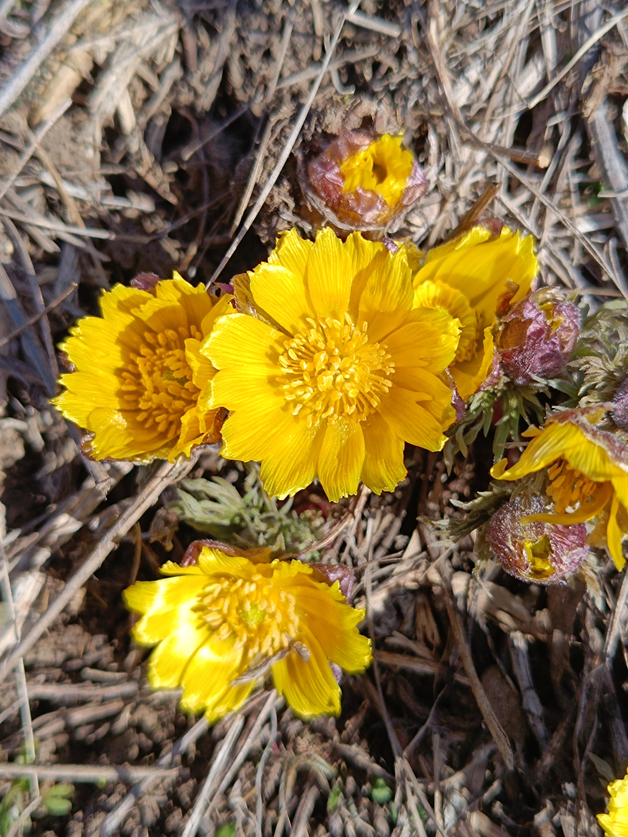 Вот ещё кучка. Здесь они сильней открылись! 