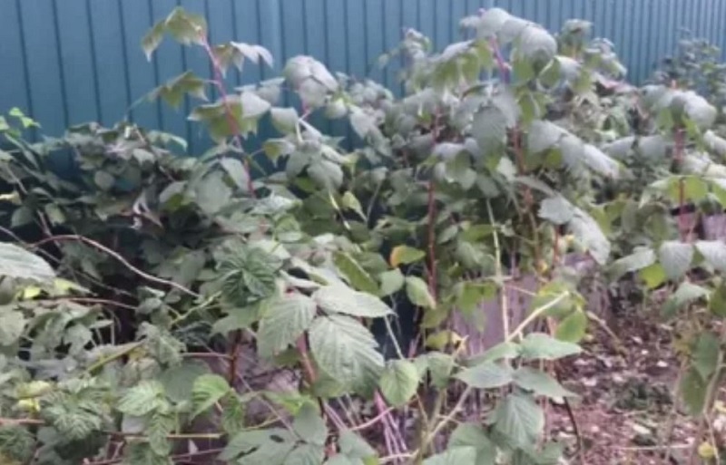 Малиновые джунгли нормального урожая не дадут. 