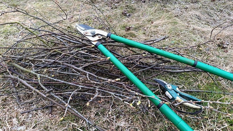 Кустарники очень удобно обрезать сучкорезом. 