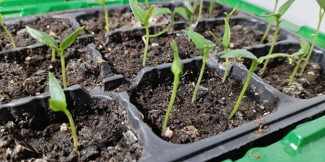 Первые всходы рассады! Когда сею томаты?
