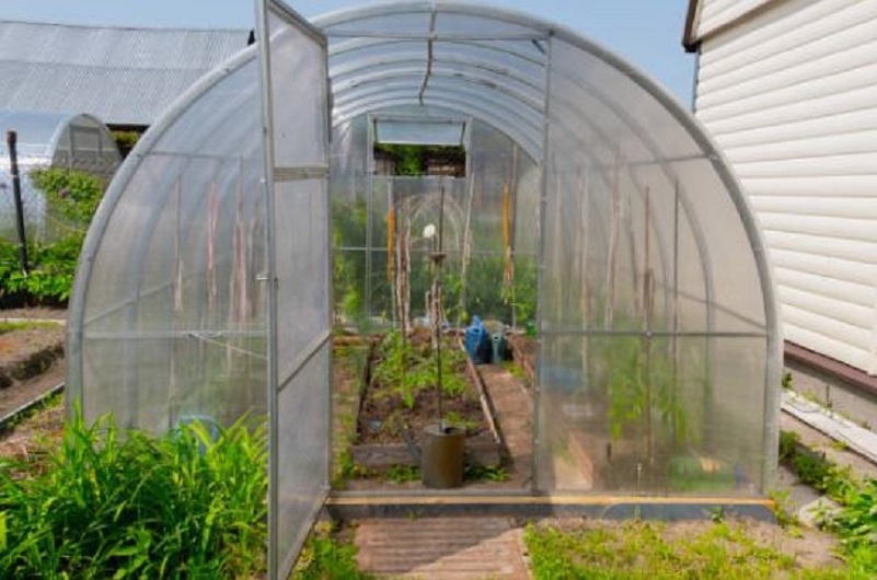 Теплица - своего рода инкубатор. Соблюдай в ней чистоту и болезней не будет.