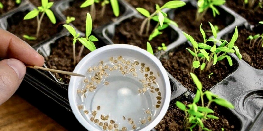 Правильное замачивание семян перед посевом. 5 ошибок дачников, которые губят всхожесть еще до высадки в грунт.