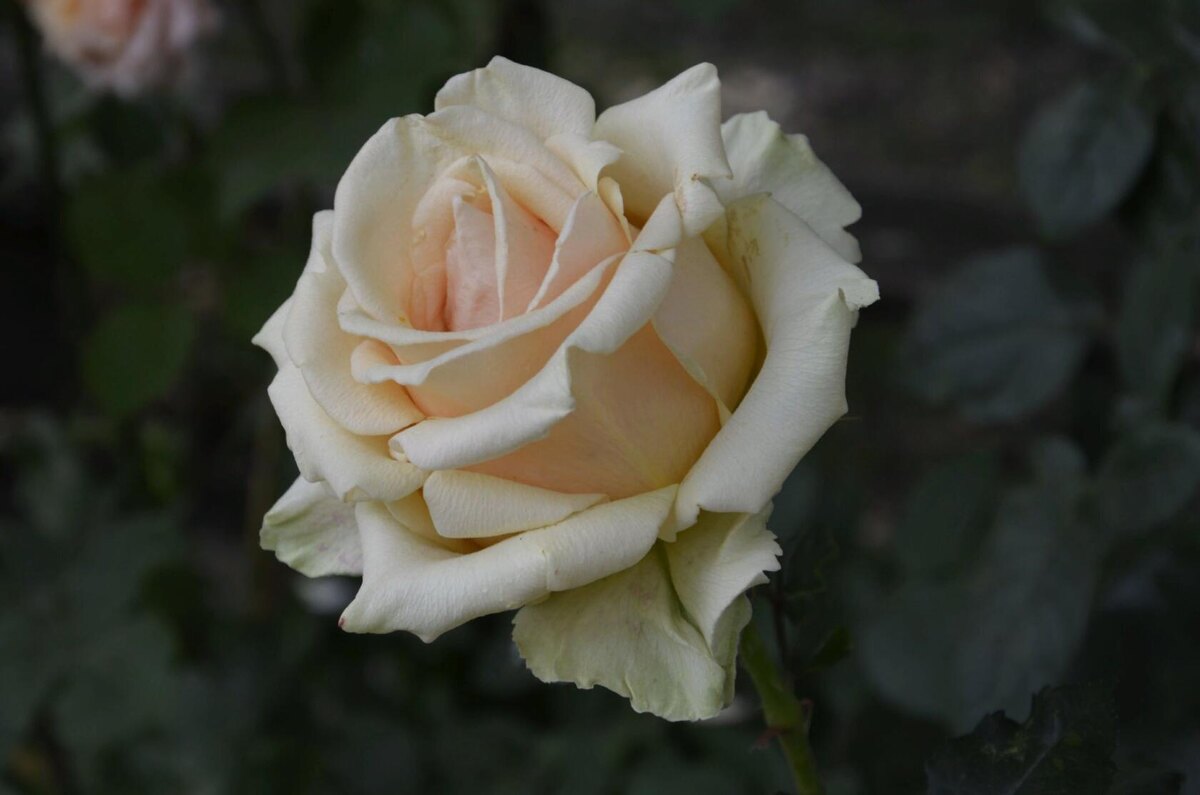 Роза Прима Донна.