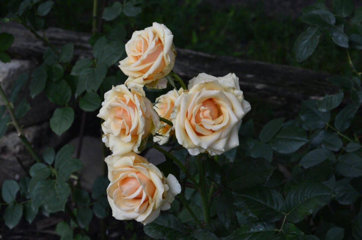 Черенкованная роза.