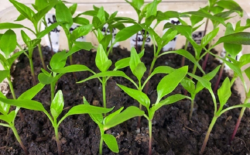 Как «оживить» семена перца за пять дней: быстрый посев и секреты крепких всходов