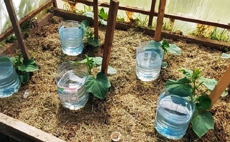 Капельный полив из бутылок: как забыть о поливе и вырастить идеальную рассаду 