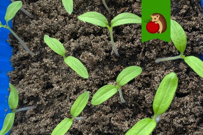 На какой день должны взойти помидоры, и когда начинать бить тревогу?