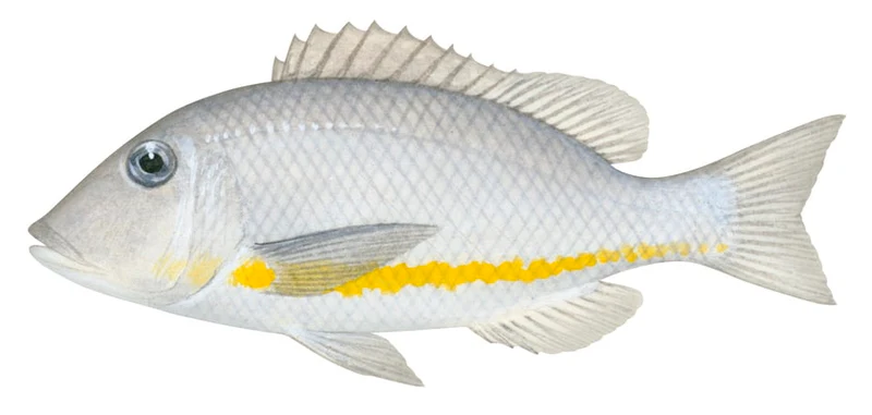Lethrinus obsoletus