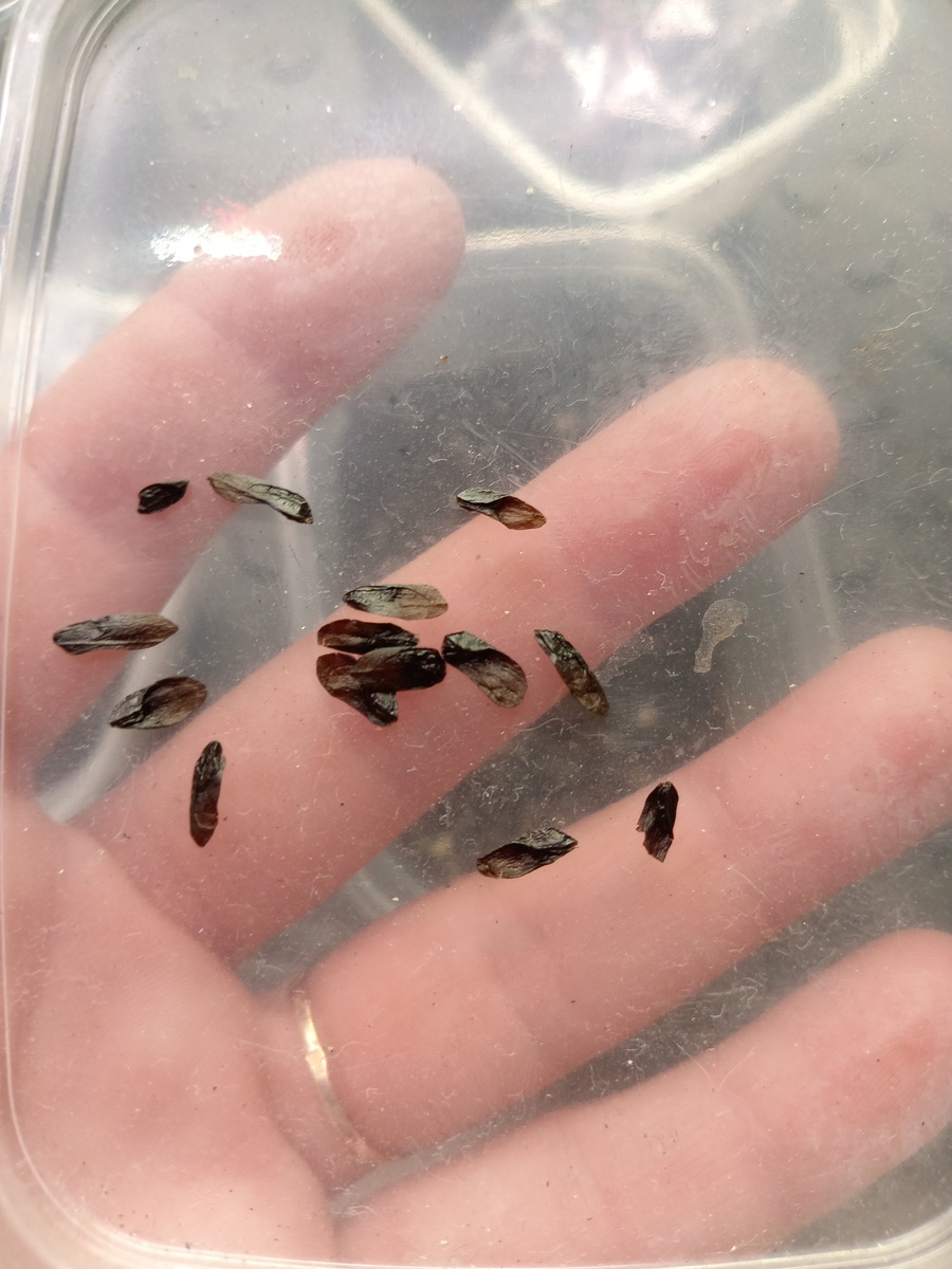 Семена хосты