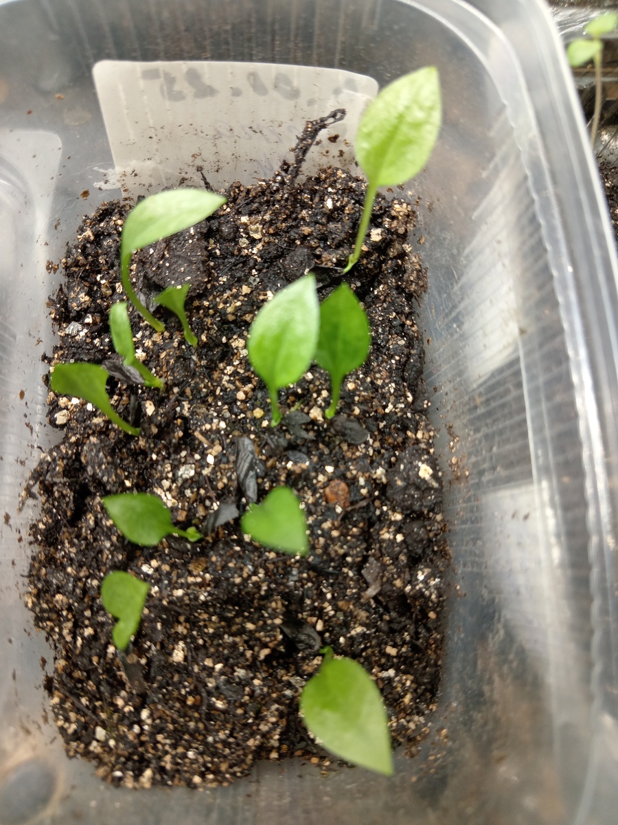 Всходы хосты