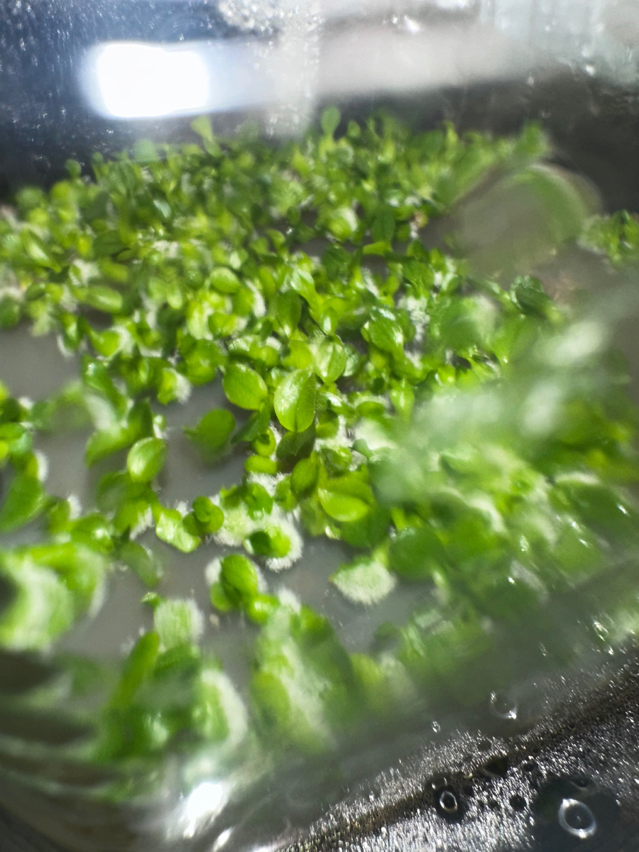 Малышня от посева 3,5 месяца