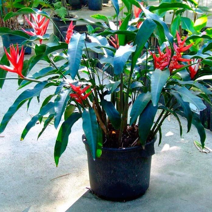 Фотография из интернета