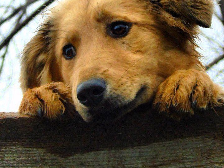 🌸 Молли — твоя маленькая пушистая надежда 🐕❤️